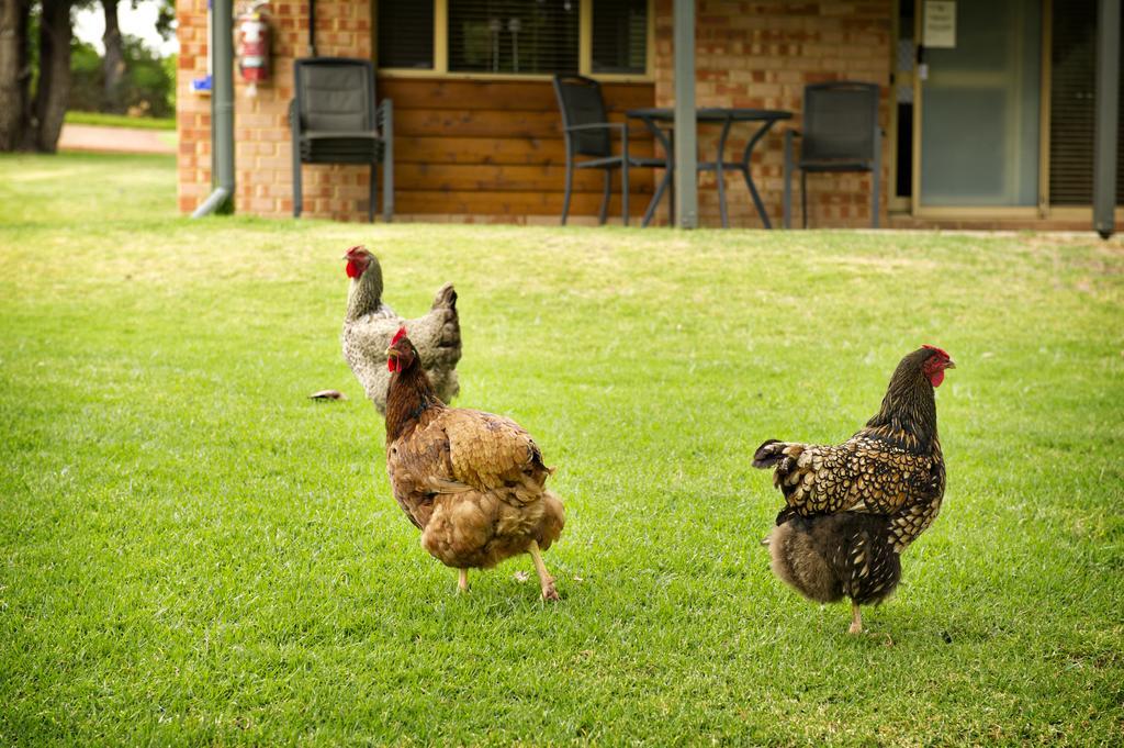 Peppermint Brook Cottages Margaret River Ngoại thất bức ảnh